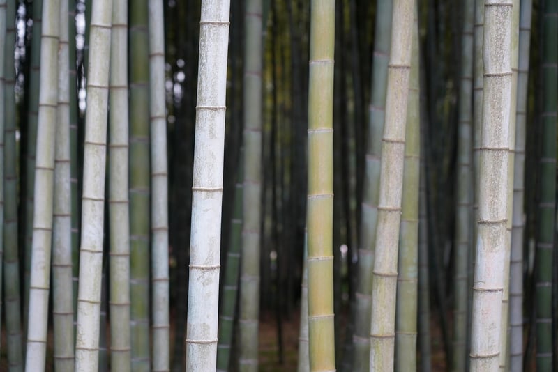 Bamboo Cutting Board